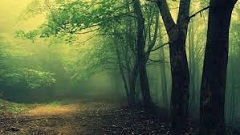 Trong rừng Indiana – Thơ Mai Hữu Phước