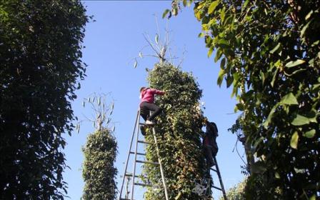 Hoa niên trên trời - Phạm Thị Hải Dương