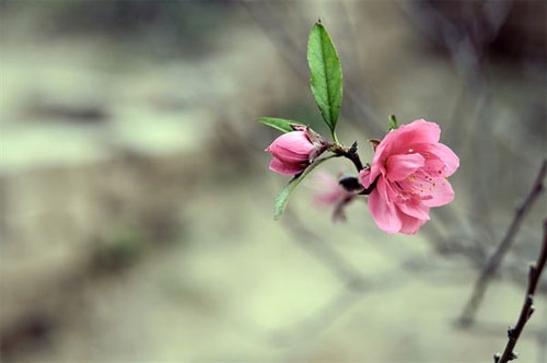 Xuân về