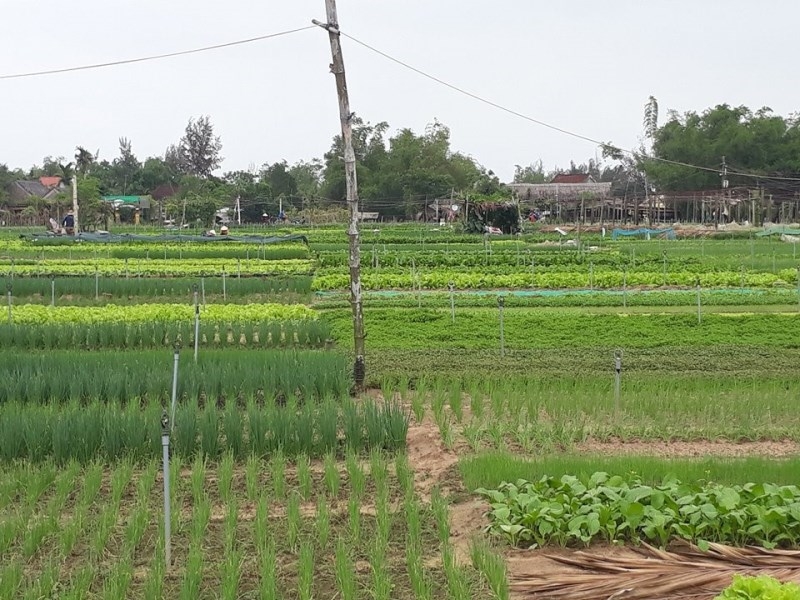 Về Trà Quế,  quay phía nào cũng nồng nàn