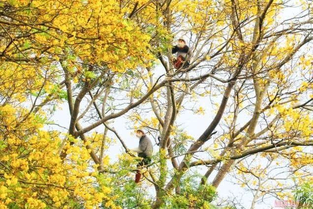 Nhựa sống của Sơn Trà